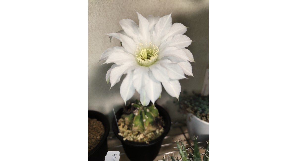 越谷　美容室　美容院　liage　ヘアケア　乾燥ケア　TOKIO COTA トリートメント サボテン　ギムノカリキウム