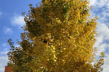 越谷　美容室　美容院　liage　COTA　髪質改善　トリートメント