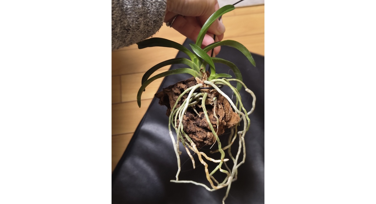 越谷　美容室　美容院　liage　COTA　COTAAGING コタエイジング  ヘアケア アンチエイジング バウンスアップ シャンプー トリートメント ミスト 美髪  ハリコシ ボリュームアップ