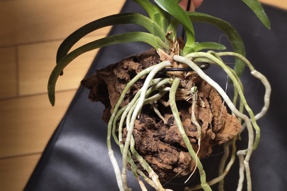 越谷　美容室　美容院　liage　COTA　COTAAGING コタエイジング  ヘアケア アンチエイジング バウンスアップ シャンプー トリートメント ミスト 美髪  ハリコシ ボリュームアップ