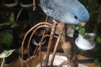越谷美容室 越谷美容院 越谷駅 liage ササナミインコ インコ ペット 日常ブログ 美容室ブログ